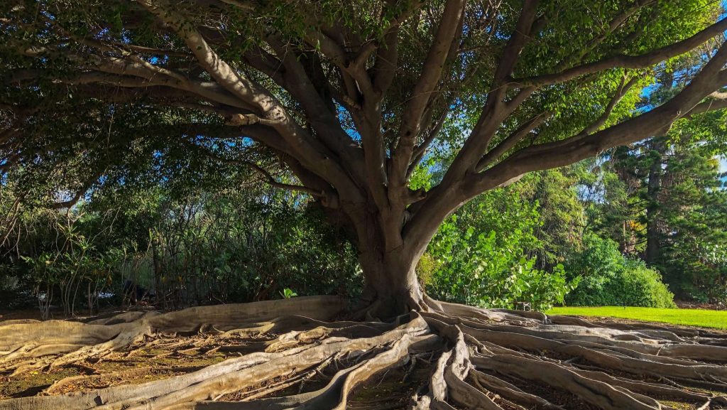 EMM 2 METRON formation arbre